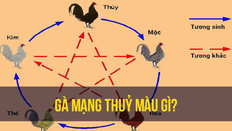 Gà mạng thuỷ màu gì?