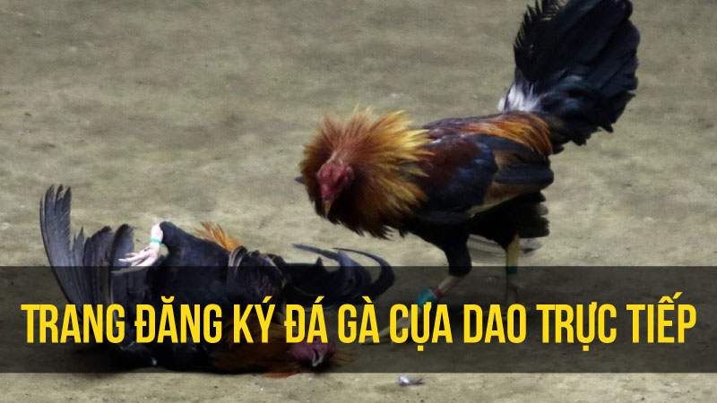 Trang Đăng Ký Đá Gà Cựa Dao Trực Tiếp: Lựa Chọn Thông Minh