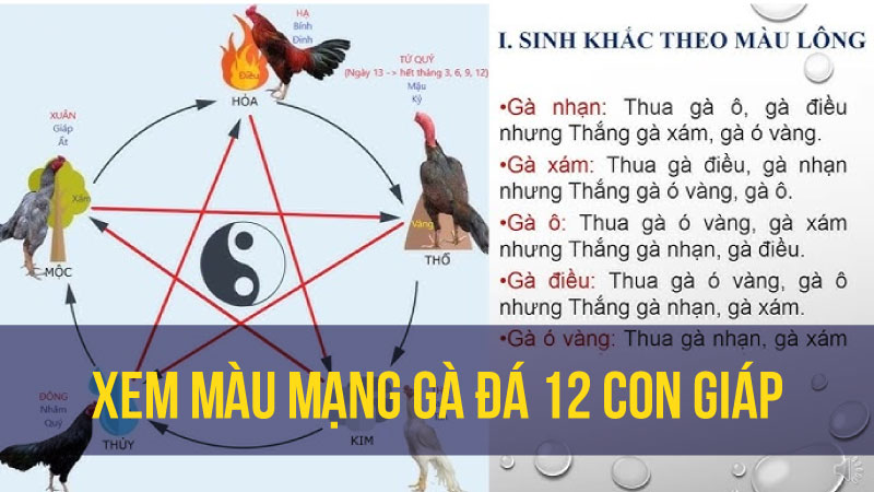 Cơ Sở Của Việc Xem Màu Mạng Gà Đá 12 Con Giáp